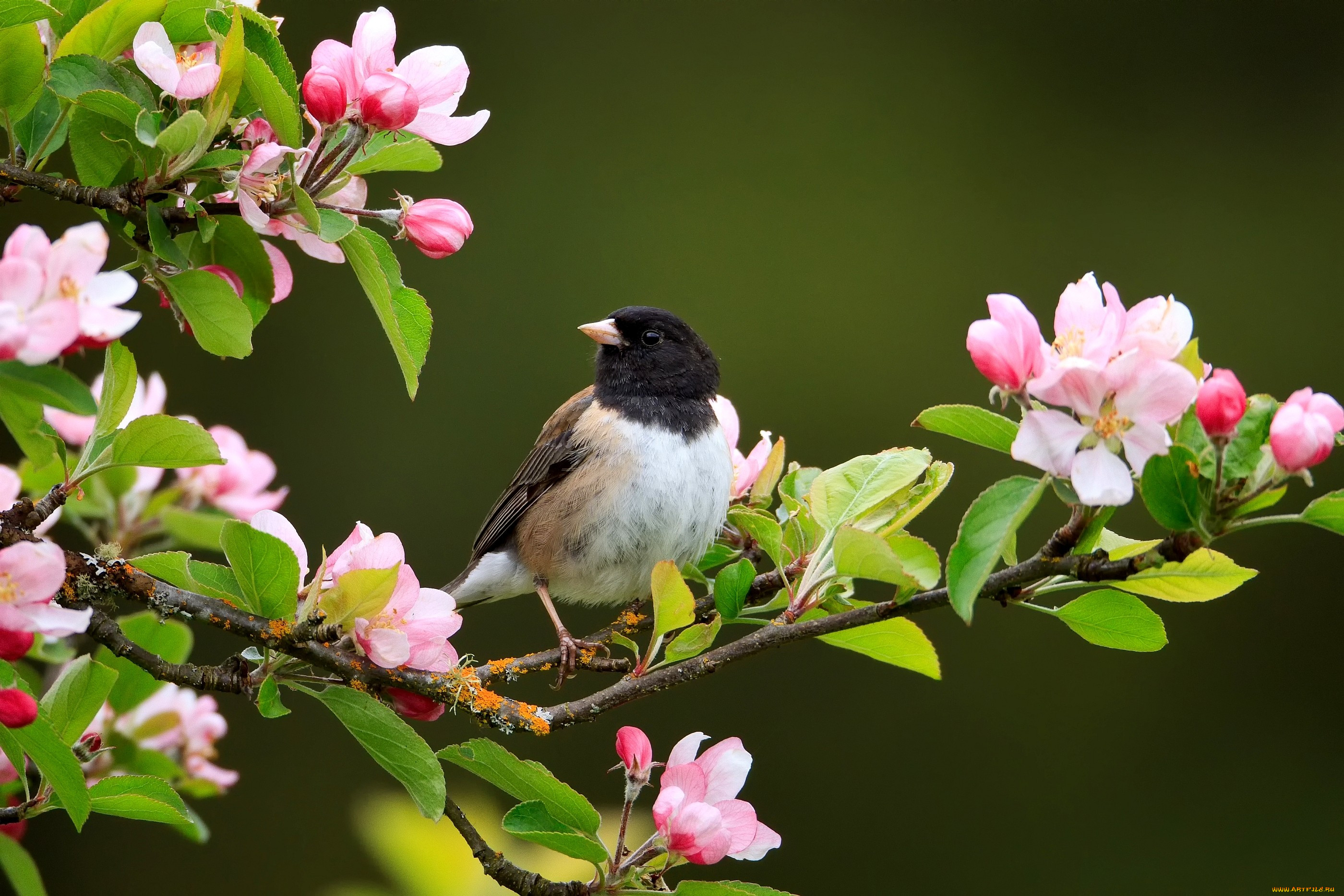 Птицы на цветущей яблоне